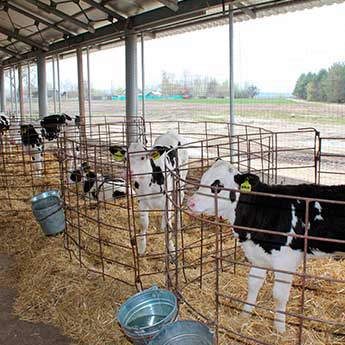 Молочне тваринництво Украгрохолдинг